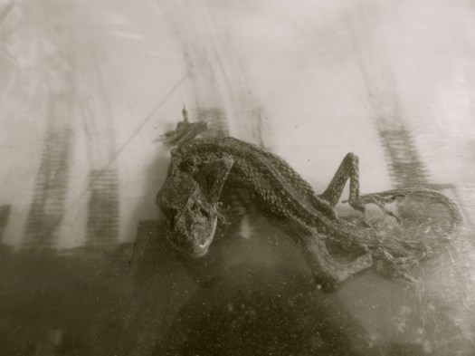 Scaling by Rosemarie Selow