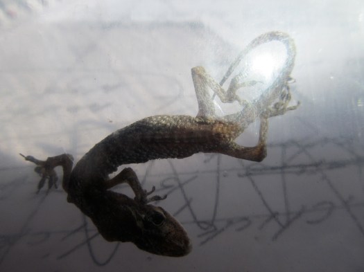 Diving by Rosemarie Selow